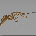 Golden Mouse Skeleton Display With Detailed Structure On Black Background And Reflection