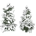 Snow Covered Evergreen Trees With Lush Green Foliage In Winter Scene