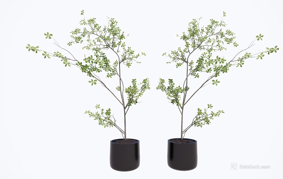 Bonsai Potted Plants With Green Leaves In Black Pots And White Background 3d model 