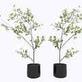 Bonsai Potted Plants With Green Leaves In Black Pots And White Background