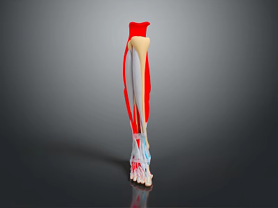 Detailed Human Leg Muscles and Bones 3D Anatomy Structure Medical Visualization Illustration 3d model