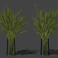 Decorative Green Wheat Stems In Ribbed Glass Vase On Black Background