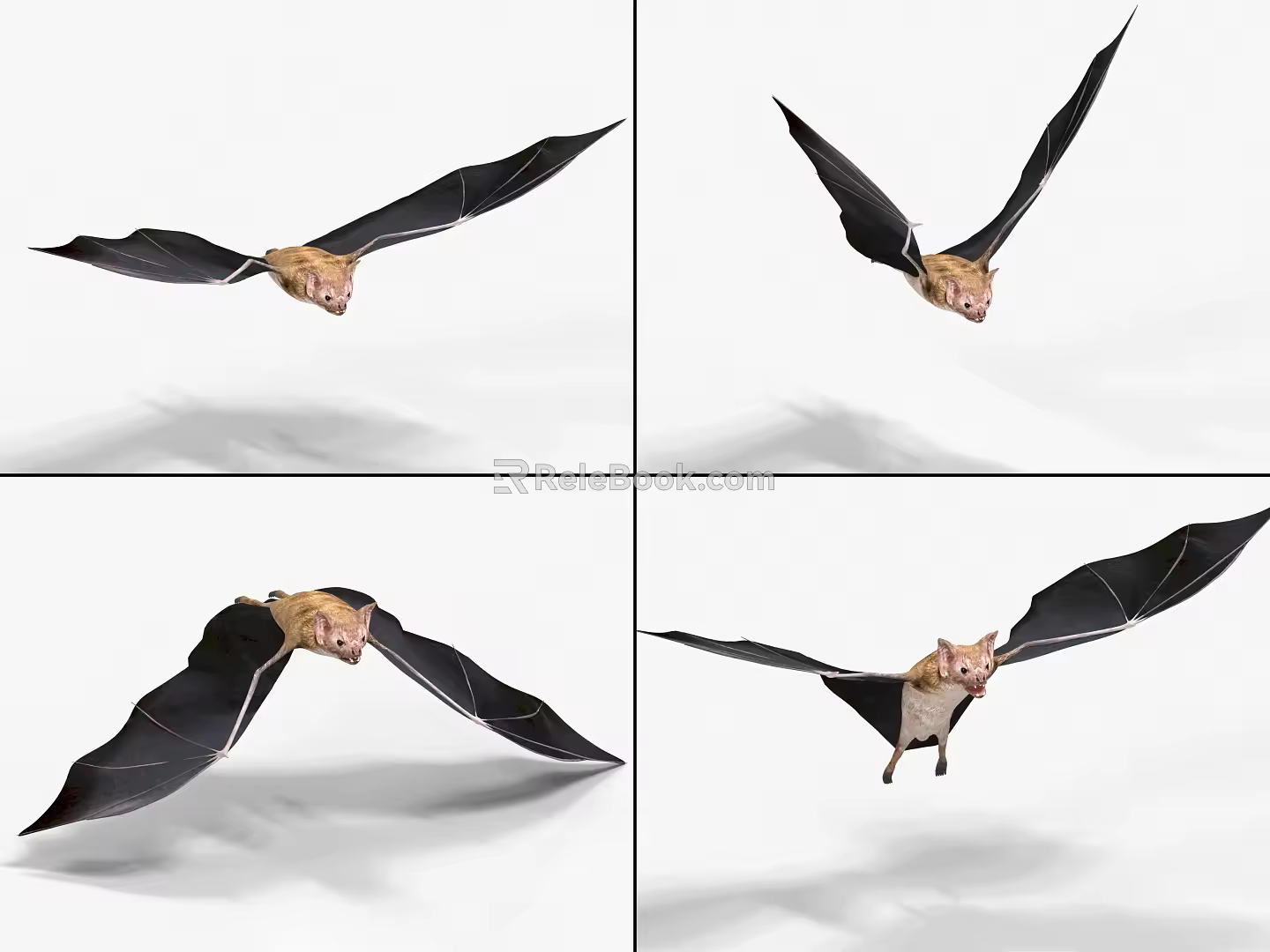 Bat with Bound and Flying Animated Vampire Bat 3d model