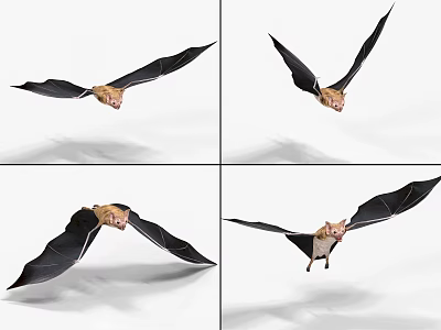 Bat A Flying Animal Showing Different Flight Positions In Various Angles 3d model