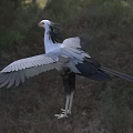Secretary Bird Spreading Its Wings In A Natural Landscape