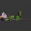 Purple Rose With Green Leaves Stem And Bud On Dark Background