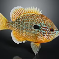Vibrant Colorful Fish With Blue Orange Patterns And Bright Fins On Dark Background