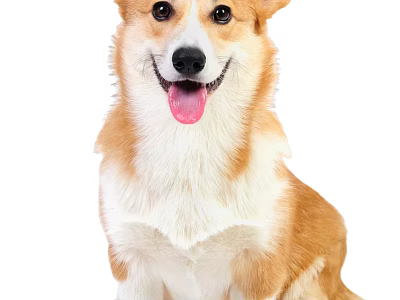Happy Brown And White Corgi Dog Sitting With Tongue Out On White Background 3d model