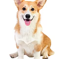 Happy Brown And White Corgi Dog Sitting With Tongue Out On White Background