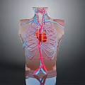 Human Thoracic Cavity Anatomical Model With Heart Blood Vessels And Rib Cage