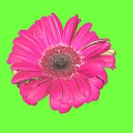 Beautiful Vibrant Pink Gerbera Flower With Soft Petals Against Fresh Green Background