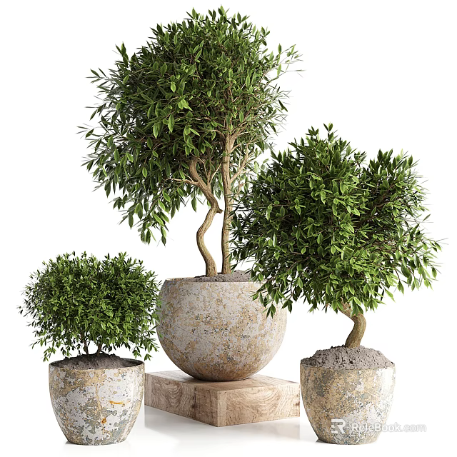 Lush Green Olive Bonsai Potted Plants In Stone Pots With Different Sizes And Fresh Foliage 3d model 