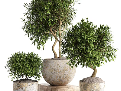 Lush Green Olive Bonsai Potted Plants In Stone Pots With Different Sizes And Fresh Foliage 3d model