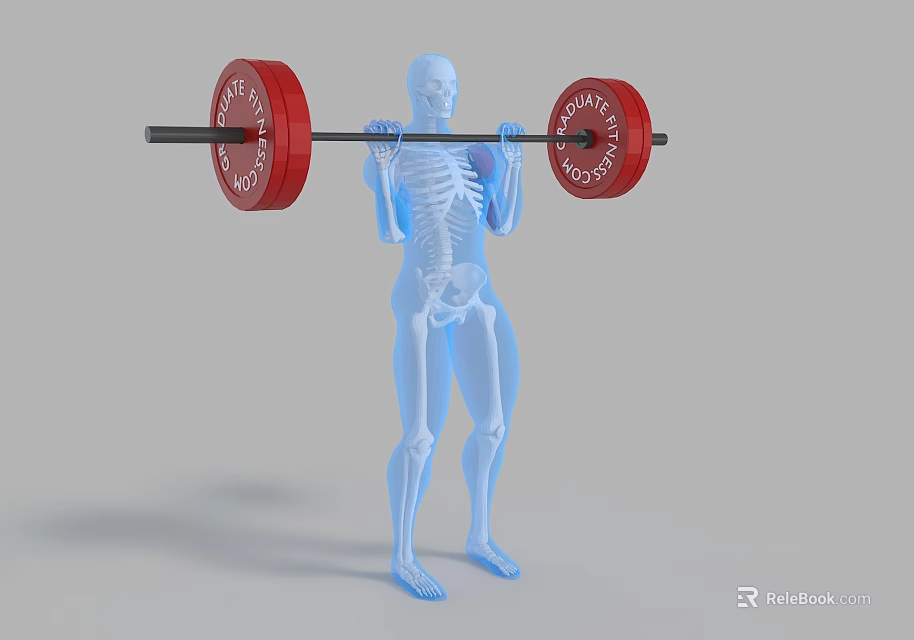 Man Lifting Barbell With Red Weight Plates Showing Skeleton In Transparent Body 3d model 