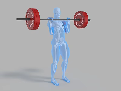 Man Lifting Barbell With Red Weight Plates Showing Skeleton In Transparent Body 3d model