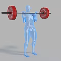 Man Lifting Barbell With Red Weight Plates Showing Skeleton In Transparent Body