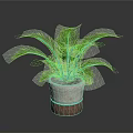 Indoor Green Potted Plant With Feathery Leaves In Brown And White Pot