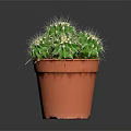 Healthy Green Potted Cactus Plant With Spines In Brown Plastic Pot
