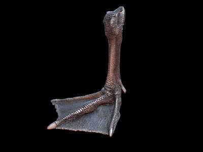 Detailed Bronze Colored Aquatic Animal Webbed Foot Sculpture on Black Background 3d model