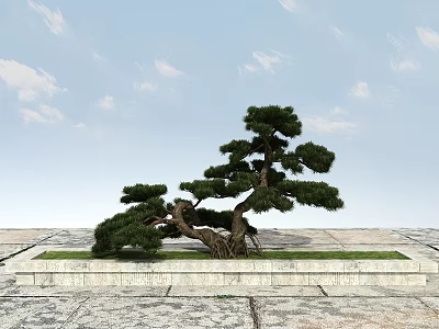 Elegant Pine Tree In Stone Base With Blue Sky And Stone Pavement 3d model