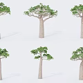 Tall Trees With Thick Trunks And Green Canopy In Various Forms 3d model