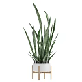 Potted Plants With Green Striped Leaves In White Pots On Wooden Stands