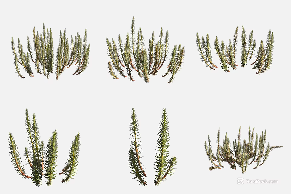 Different Aquatic Plants with Long Green Leaves and Diverse Growth Forms 3d model 