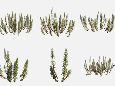 Different Aquatic Plants with Long Green Leaves and Diverse Growth Forms 3d model