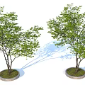 Two Leafy Trees with Lush Green Foliage Slender Trunks Circular Stone Bases and Soft Shadows