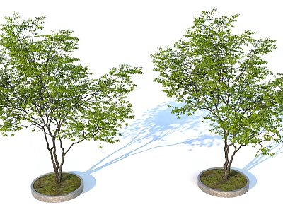 Two Leafy Trees with Lush Green Foliage Slender Trunks Circular Stone Bases and Soft Shadows 3d model