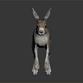 Running Brown And White Hare With Long Ears And Detailed Fur On Dark Background