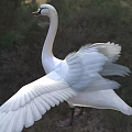 Graceful White Swan Flying With Spread Wings In Forest Background 3d model