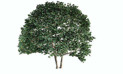 Modern Tree Fruit Tree Plant 3d model