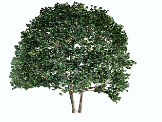 Modern Tree Fruit Tree Plant 3d model