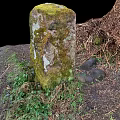 Natural Forest Ground With Moss Covered Stone Dry Leaves And Green Grass
