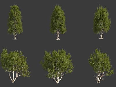 Various Arbor Tree Varieties With Green Foliage And Different Canopy Shapes 3d model