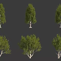 Various Arbor Tree Varieties With Green Foliage And Different Canopy Shapes 3d model