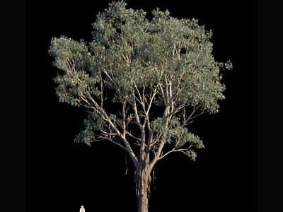 Tall Deciduous Tree With Lush Green Leaves And Branched Trunk Structure 3d model