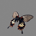 Modern Butterfly Butterfly Animation 3d model