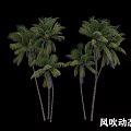 Group of Palm Trees Showing Wind Blowing Dynamic Movement and Green Foliage