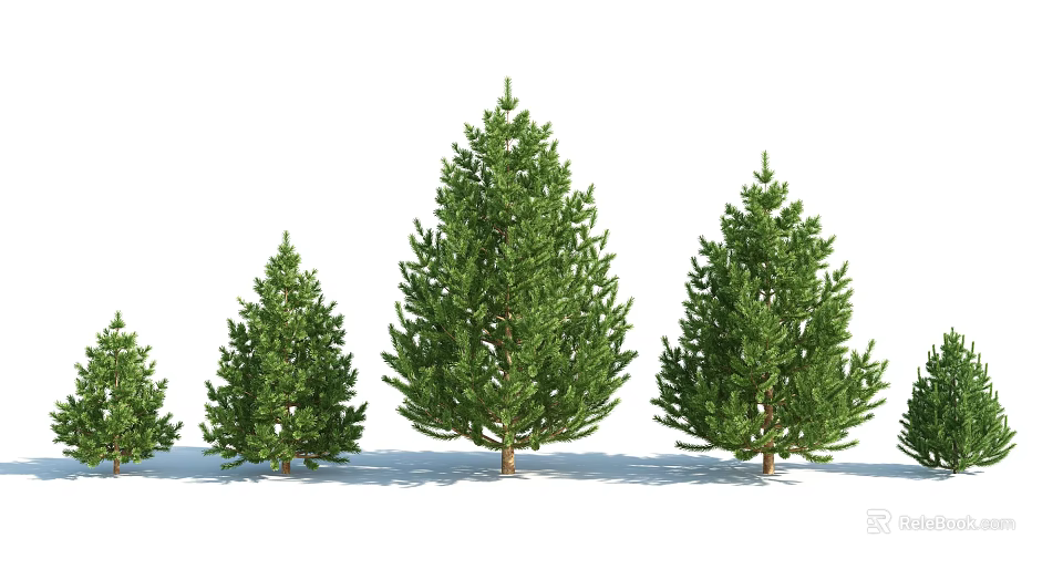 Evergreen Pine Trees With Different Sizes And Lush Green Foliage For Landscaping 3d model 