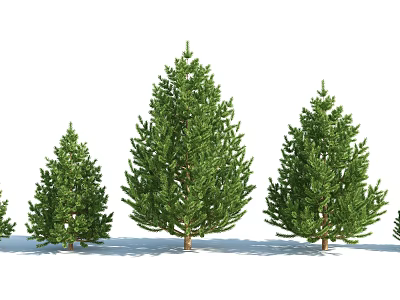 Evergreen Pine Trees With Different Sizes And Lush Green Foliage For Landscaping 3d model