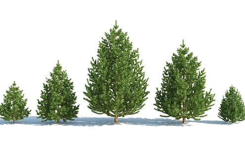 Modern Tree Shrub 3d model