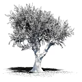 Isolated Olive Tree Featuring Textured Trunk And Lush Foliage In Natural Form
