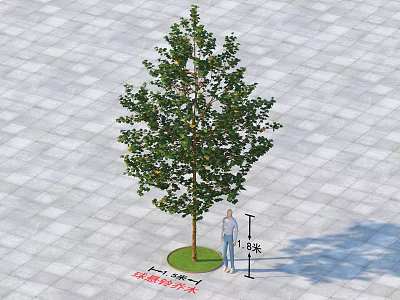 Tall Arbor 11 Meters Height 5.5 Meters Crown Width on Square Tiled Ground with Person 3d model