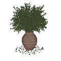 Bonsai Potted Plant with Lush Green Leaves in Striped Terracotta Pot for Home Decor