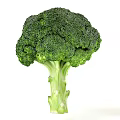 Fresh and Green Broccoli Organic Healthy Vegetable Isolated on White Background