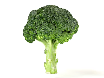 Fresh and Green Broccoli Organic Healthy Vegetable Isolated on White Background 3d model