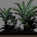 Lush Indoor Plant Combination with Large Leafy Plants Ferns and Green Foliage in Decorative Tray