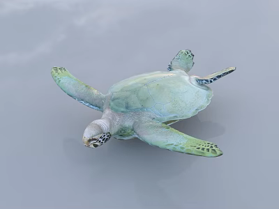 Green Sea Turtle With Pale Shell And Webbed Flippers Swimming On Water Surface 3d model